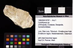 Foto (Objket + Etiketten) von Cyclothyreus sp. 